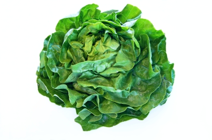 Reichenau Salate KW13 Kopfsalat