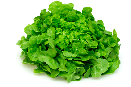 Reichenau Salate KW13 Eichenlaubsalat grün