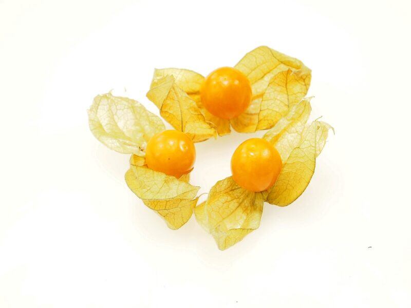 Physalis
