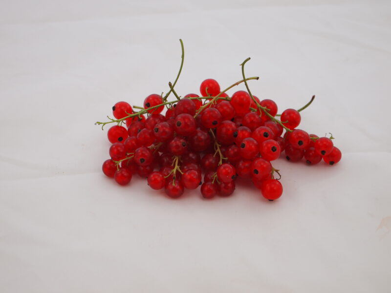Johannisbeeren