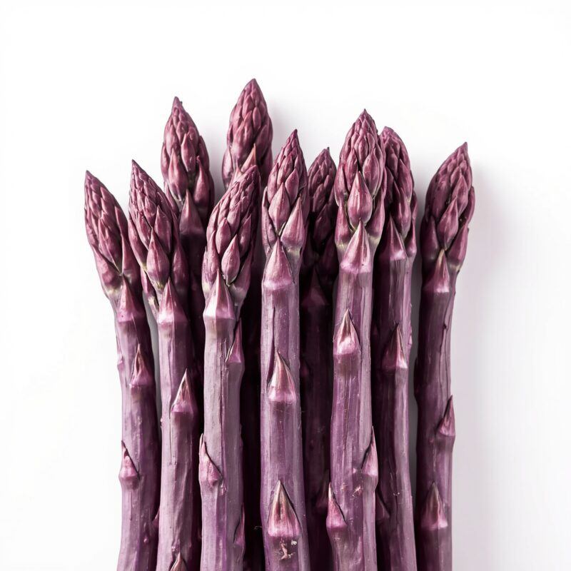 Spargel violett lose